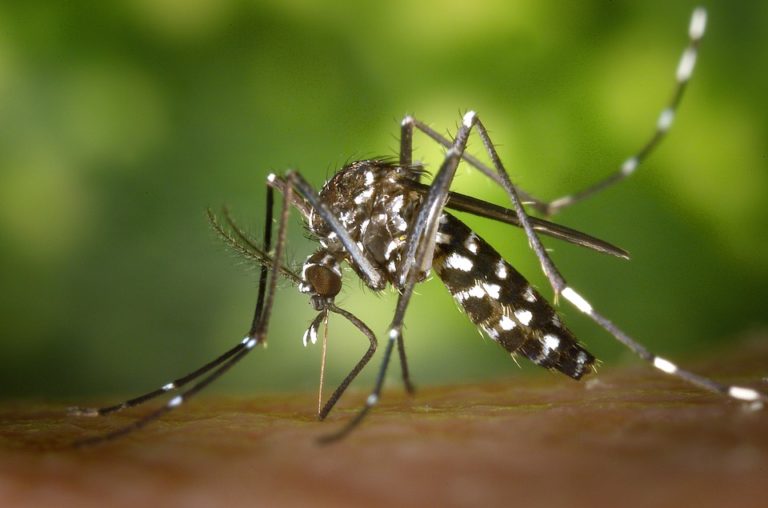 Avoid Getting Zika While Traveling This Summer
